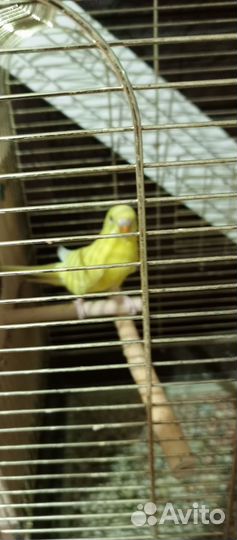 Птенцы волнистый попугай в Калужской области