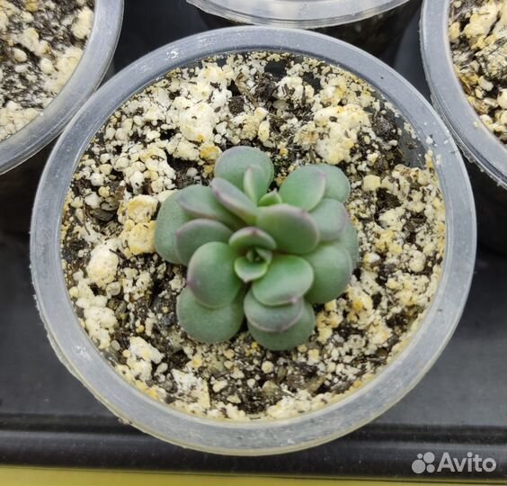 Суккуленты: Graptoveria Cupid