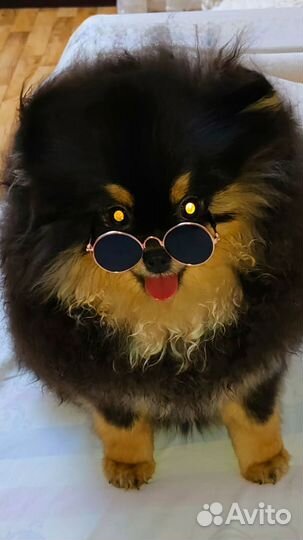 Померанский шпиц медвежьего типа