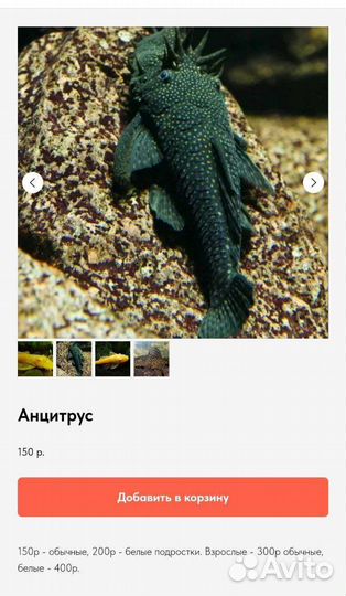 Аквариумные рыбки