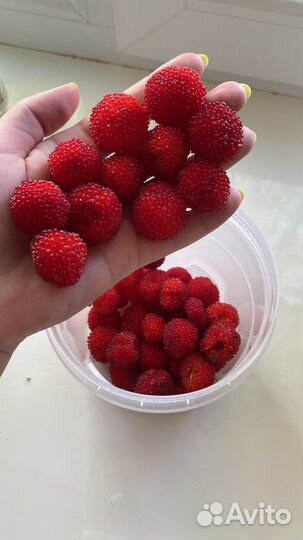 Тибетская малина (саженцы )