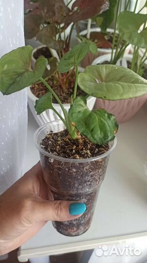 Сингониум Роксана, эпипремнум Глобал Грин