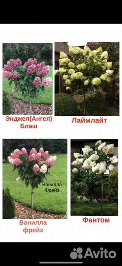 Пион, туя, гортензия на штамбе