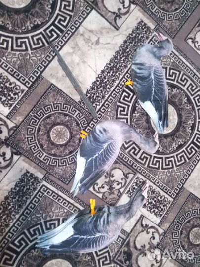 Гусиные профиля