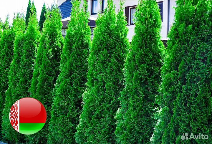 Туи саженцы Смарагд