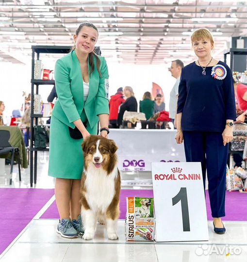 Хендлер (подготовка и показ собаки на выставке)