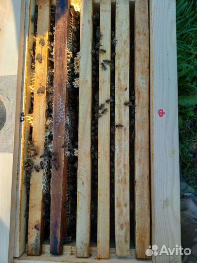 Пчёлопакеты карника Пчеломатки. Прополис