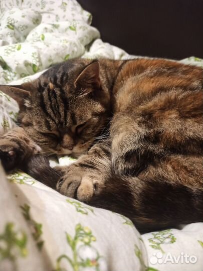 Передержка животных