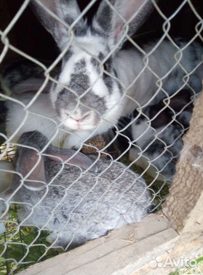 Кролики мясных пород