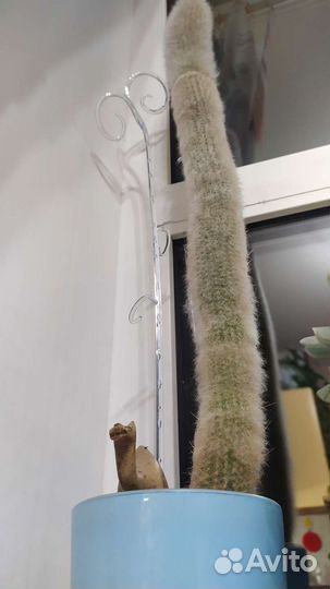 Кактус цефалоцереус cтарческий