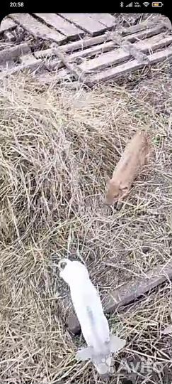 Поросята мясной породы