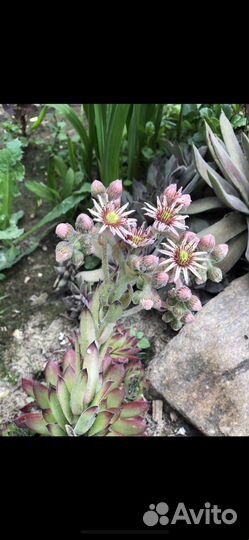 Каменная роза (молодило) Sempervivum calcareum