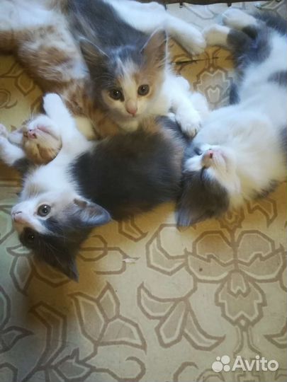 Котята в добрые руки бесплатно