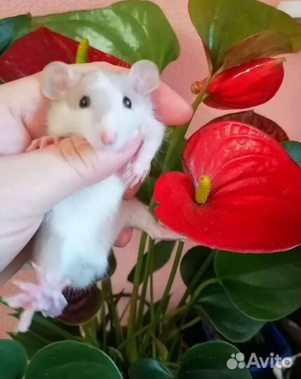 Крысята дамбо, крыса, клетка