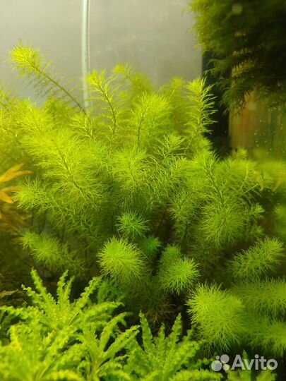 Аквариумные растения