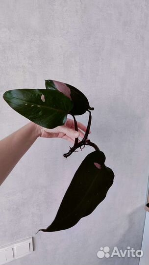 Комнатные растения, филодендрон, сциндапсус и др