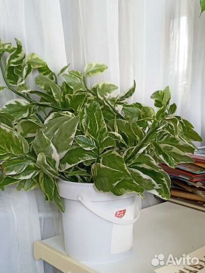 Педилантус укорененный комнатный цветок