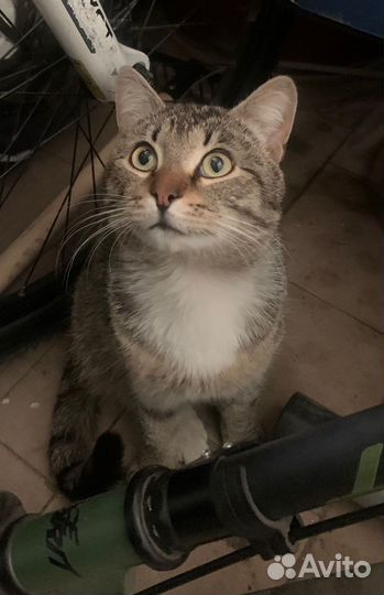 Кот