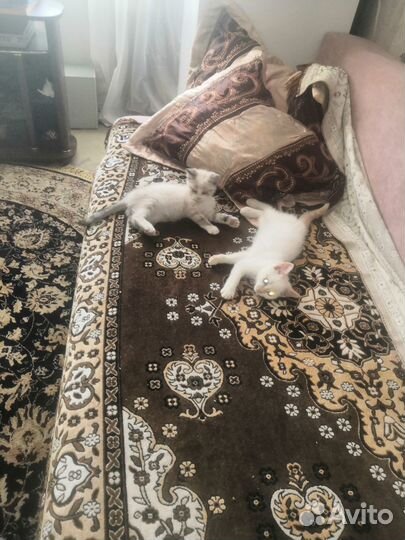 Очаровательные котята невские маскарадные