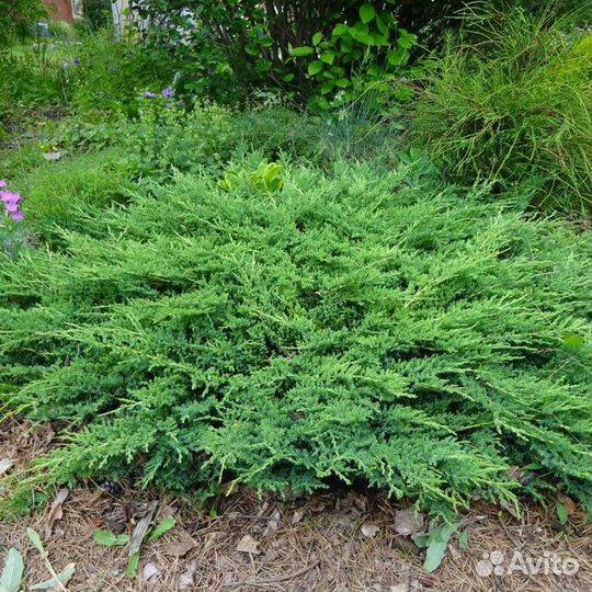 Можжевельник 