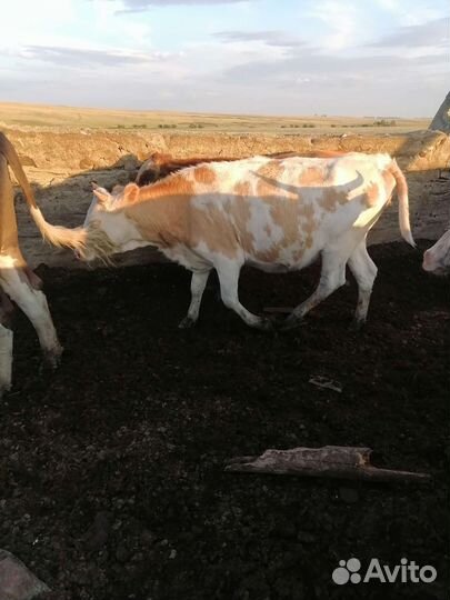 Тёлки, быки