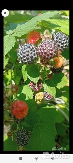 Ежемалина Кумберленд саженцы