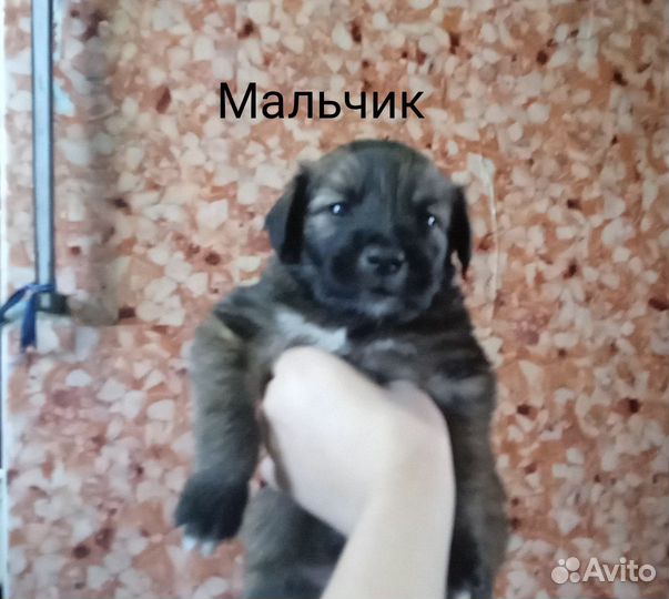 Собака в добрые руки щенок