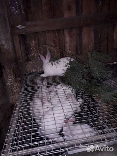 Белый панон