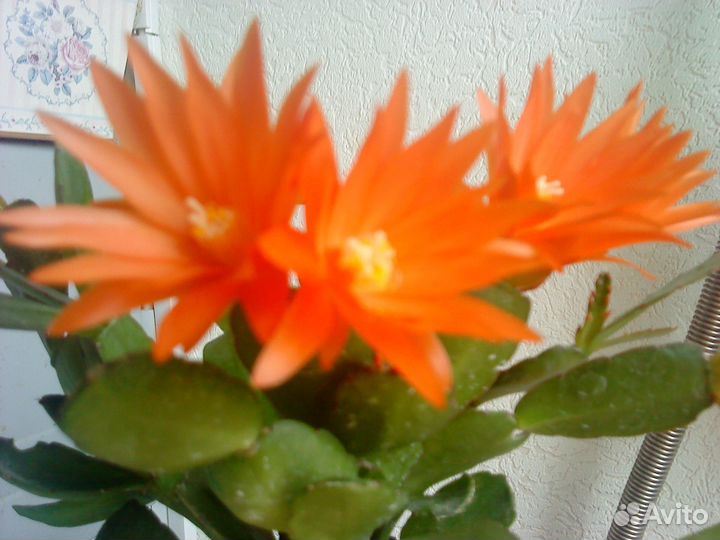 Декабрист. Шлюмбергеры и Рипсалидопсис