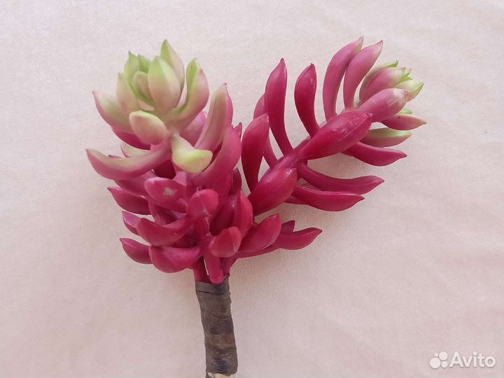 Искусственные цветы суккуленты