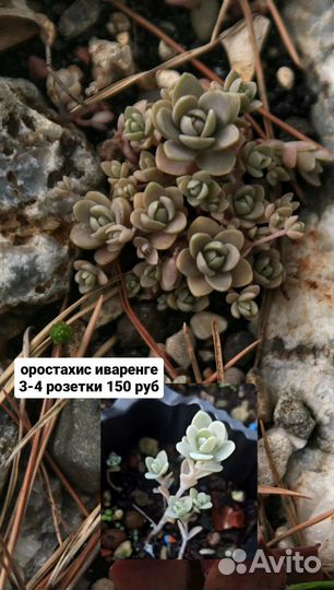 Садовые суккуленты и камнеломки