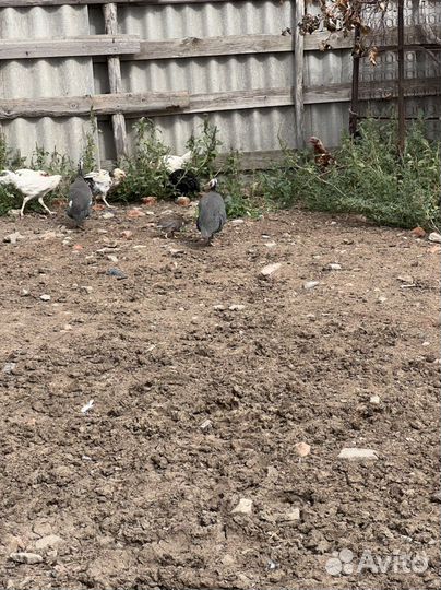 Продам Цесарок 1000 шт