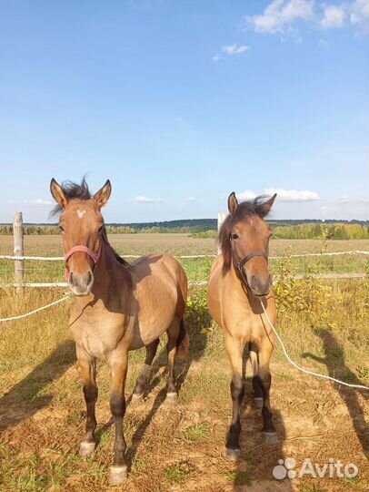 Вятские кобылы