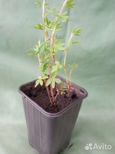 Саженцы. Айва, малина, орех, ежевика, боярышник