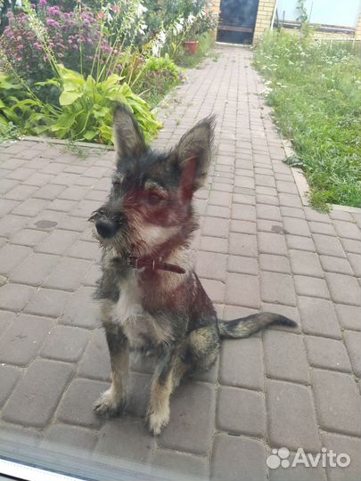 Собачка в добрые руки