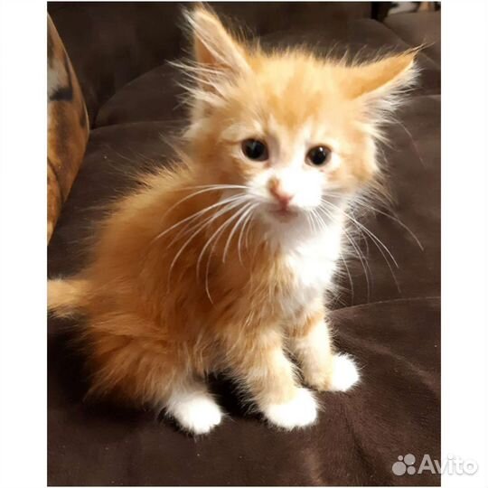 Котёнок мальчик в дар