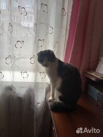 Вислоухий кот