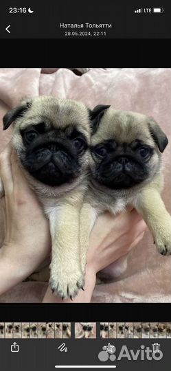 Щенки мопса