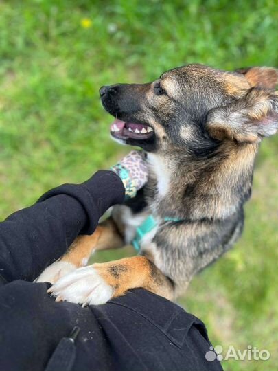 Собака в добрые руки, Тиша