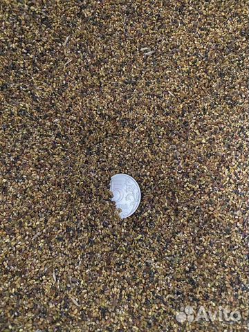 Люцерна семена