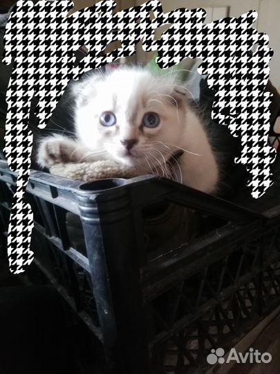 Домашние животные котята