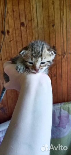 Бенгальские котята