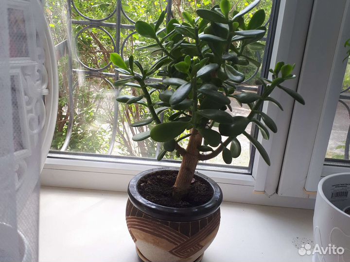 Толстянка. Денежное дерево