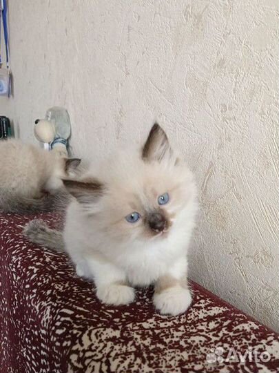 Котята тайские