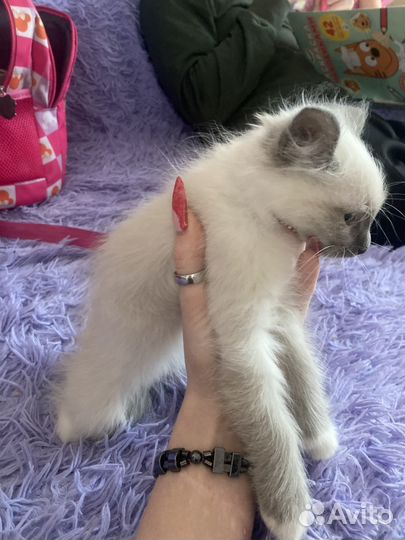 Котята в добрые руки бесплатно