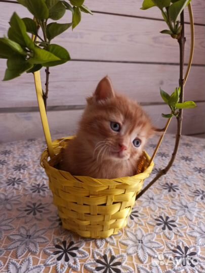 Кошки в добрые руки бесплатно