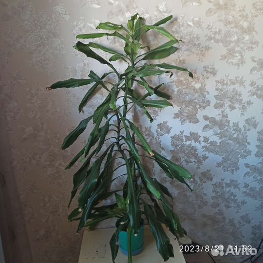 Большие комнатные цветы