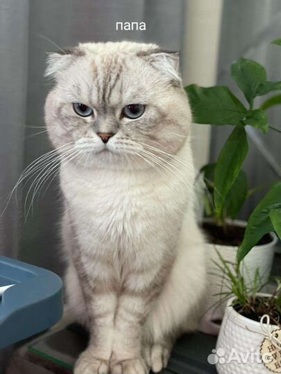 Кошки шотландцы