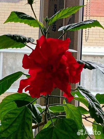 Китайская роза комнатная