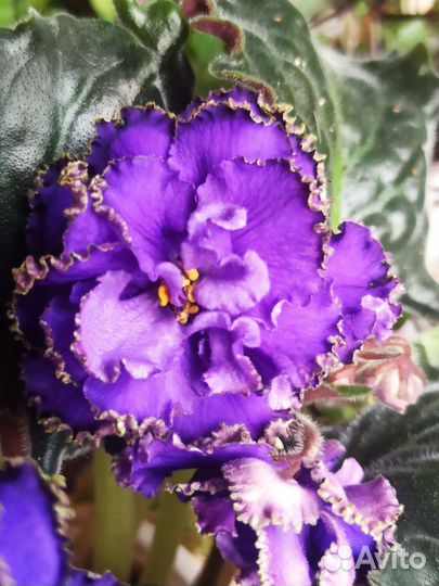 Детки сортовых фиалок